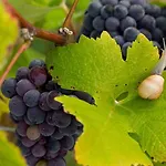 La Des Vignerons