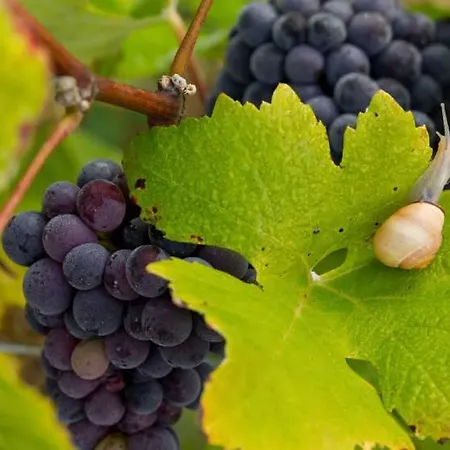 La Des Vignerons