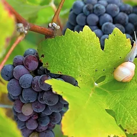 ベッド・アンド・ブレックファスト La Des Vignerons